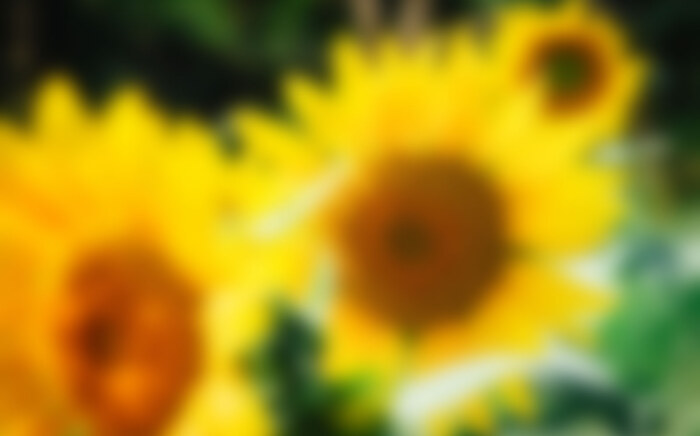 Sun Flowers